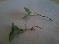 Foto1048.webp