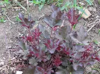 crimson curles_1067x800.webp