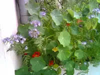 Balkonkasten Wildblumen.webp
