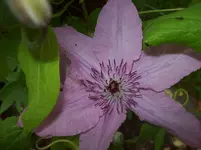 01 Blüte.webp