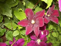 03 Blüte.webp