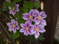 04 Blüte.webp