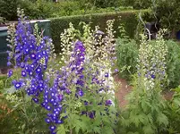 06 Blüte.webp