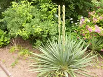 10 Blüte.webp