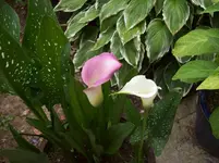 Kalla.webp