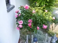 Stammrose 20.6.2013.webp