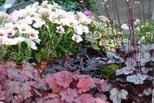 P1010026.webp
