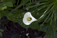 IMG_1935.webp