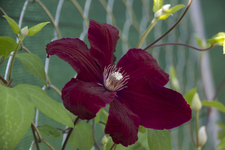 IMG_1913.webp