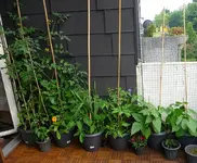19.06.13 tomaten.webp