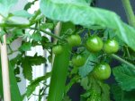 19.06.13 rote Cherry-Tomate.jpg