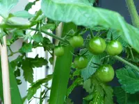 19.06.13 rote Cherry-Tomate.webp
