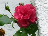 P1060674.webp