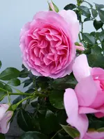P1010016.webp