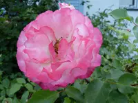 P1010017.webp