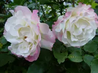 P1010019.webp