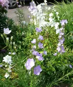 Blumen1.webp