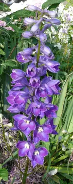 Blumen2.webp