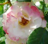 Blumen Rose.webp