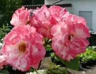Blumen Rose1.webp
