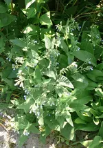 Beinwell.webp