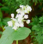 Blume.webp