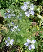 Blumen1.webp