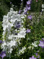 Blumen Glockenblumen.webp