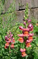Blumen Löwenmäulchen.webp