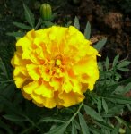 Blumen Tagetes.JPG