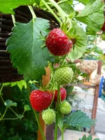 süßes früchtchen.webp