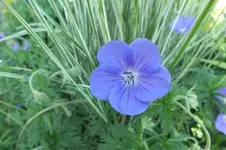 geranium orion.webp