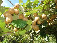 Kiwi v (4).webp