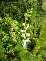 DSCN2243.webp