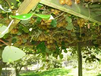 Kiwi v (5).webp