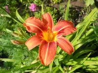 DSCN2250.webp