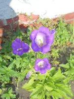 DSCN2241.webp