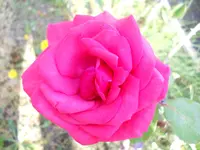 DSCN2244.webp
