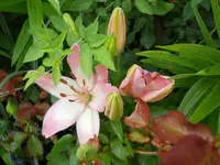 DSCN2254.webp