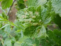 DSCN3920.webp