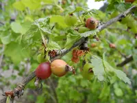 DSCN3921.webp