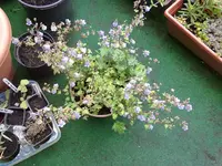 glockenblume.webp