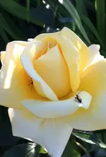 rosegelb.webp