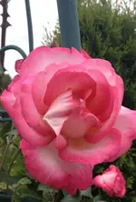 Harlekin1.webp