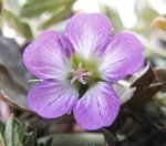 geranium tanya.jpg