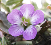 geranium tanya.webp