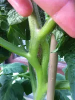003.webp
