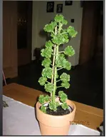 Pflanze_Herbert.webp