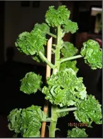 Pflanze2_Herbert.webp