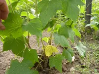 P1020535.webp